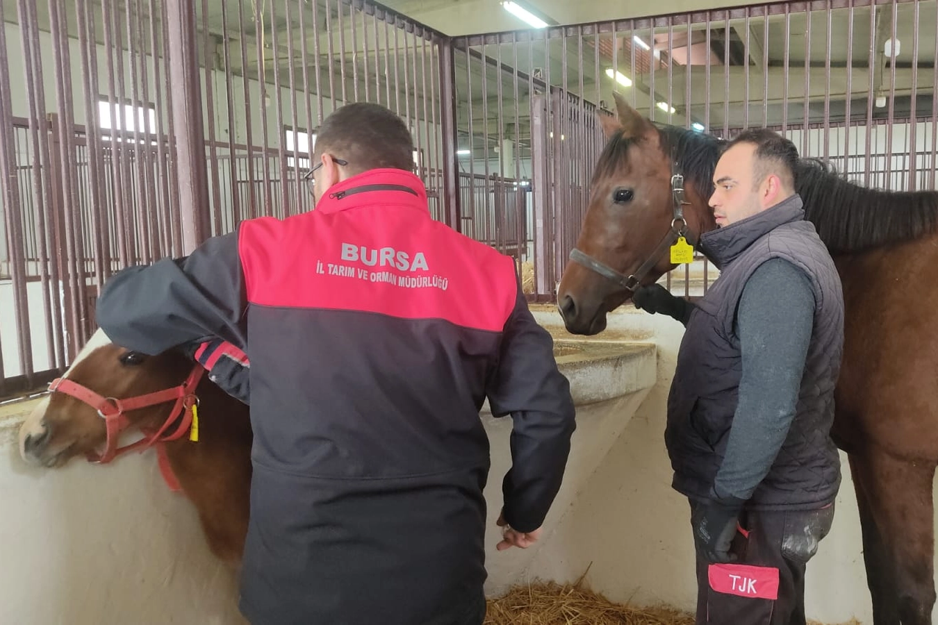 Tay tescil işlemleri Bursa'da sürüyor