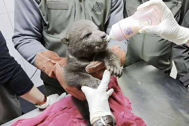 1,5 aylık yavru boz ayı koruma altında