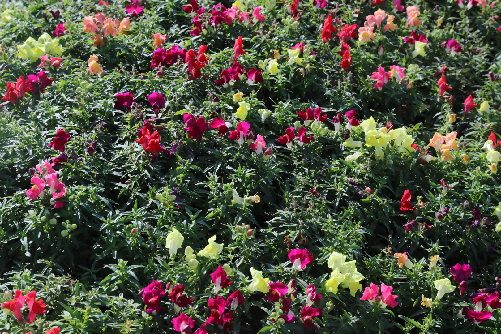 Antalya'da kışlık çiçeklerle rengarenk kent silüeti